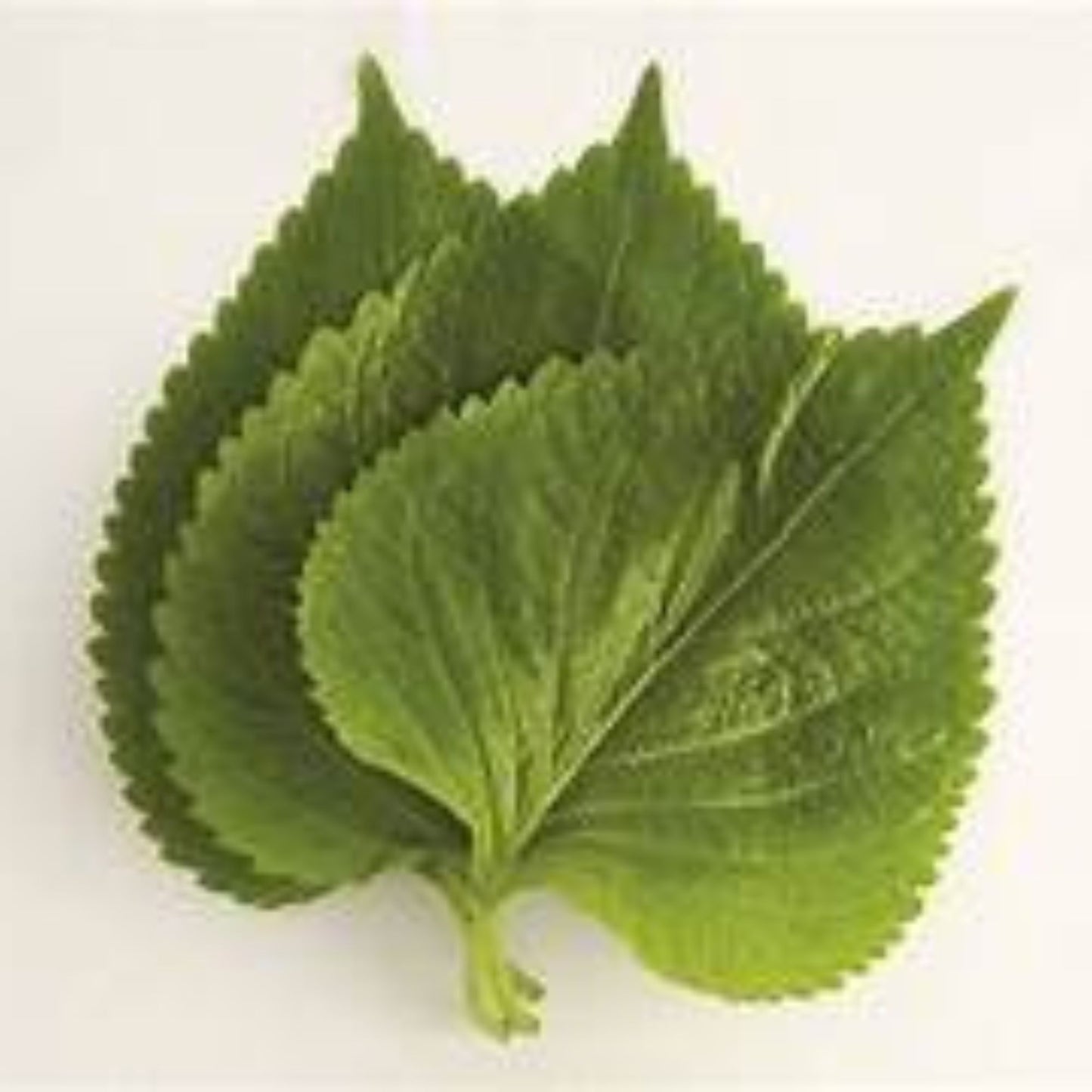 깻잎 장아찌 150g / 150g de Hojas de perilla encurtidas al estilo coreano