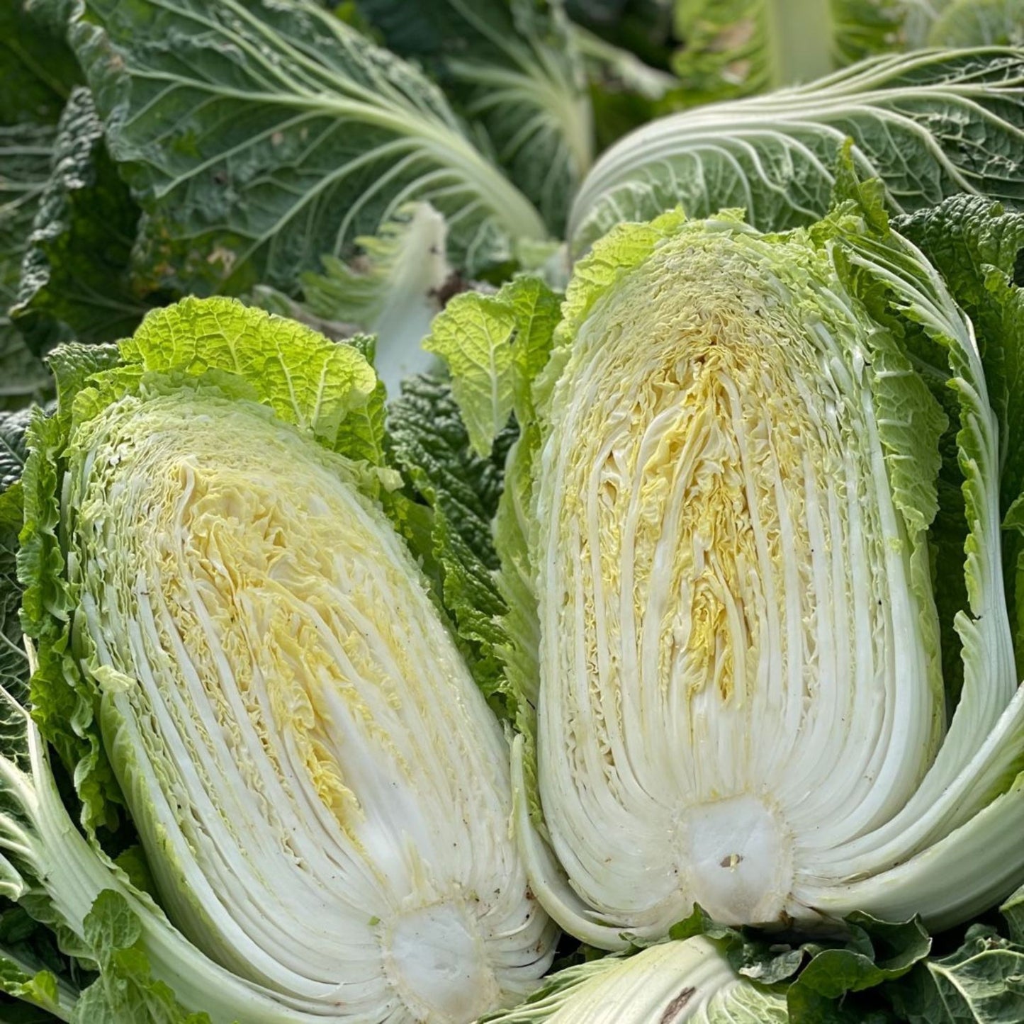 배추 김치 / Kimchi de col